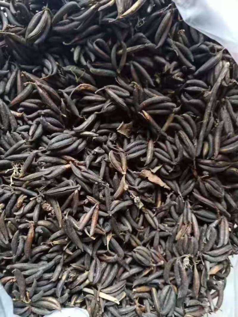 连香树/绿化苗木/乔灌木/连香树树苗/原生态树苗/林木