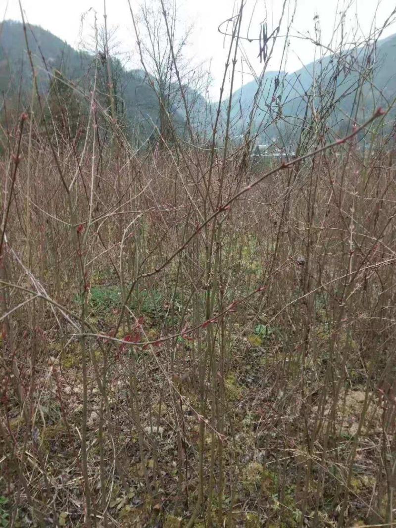 连香树/绿化苗木/乔灌木/连香树树苗/原生态树苗/林木