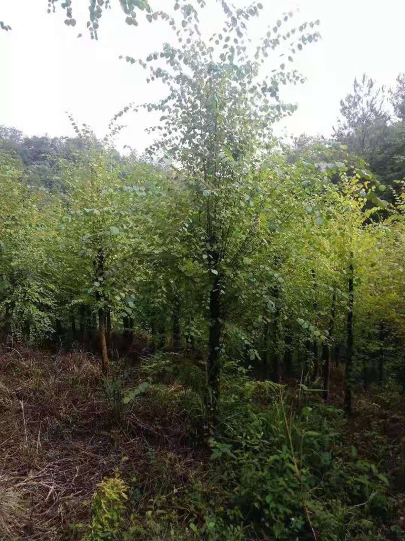 连香树/绿化苗木/乔灌木/连香树树苗/原生态树苗/林木