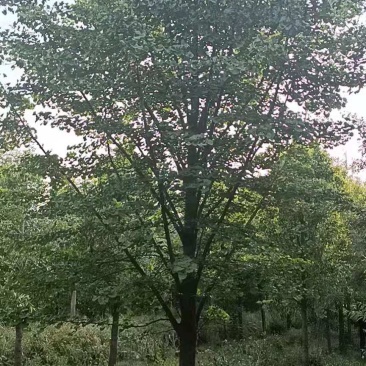 银杏
