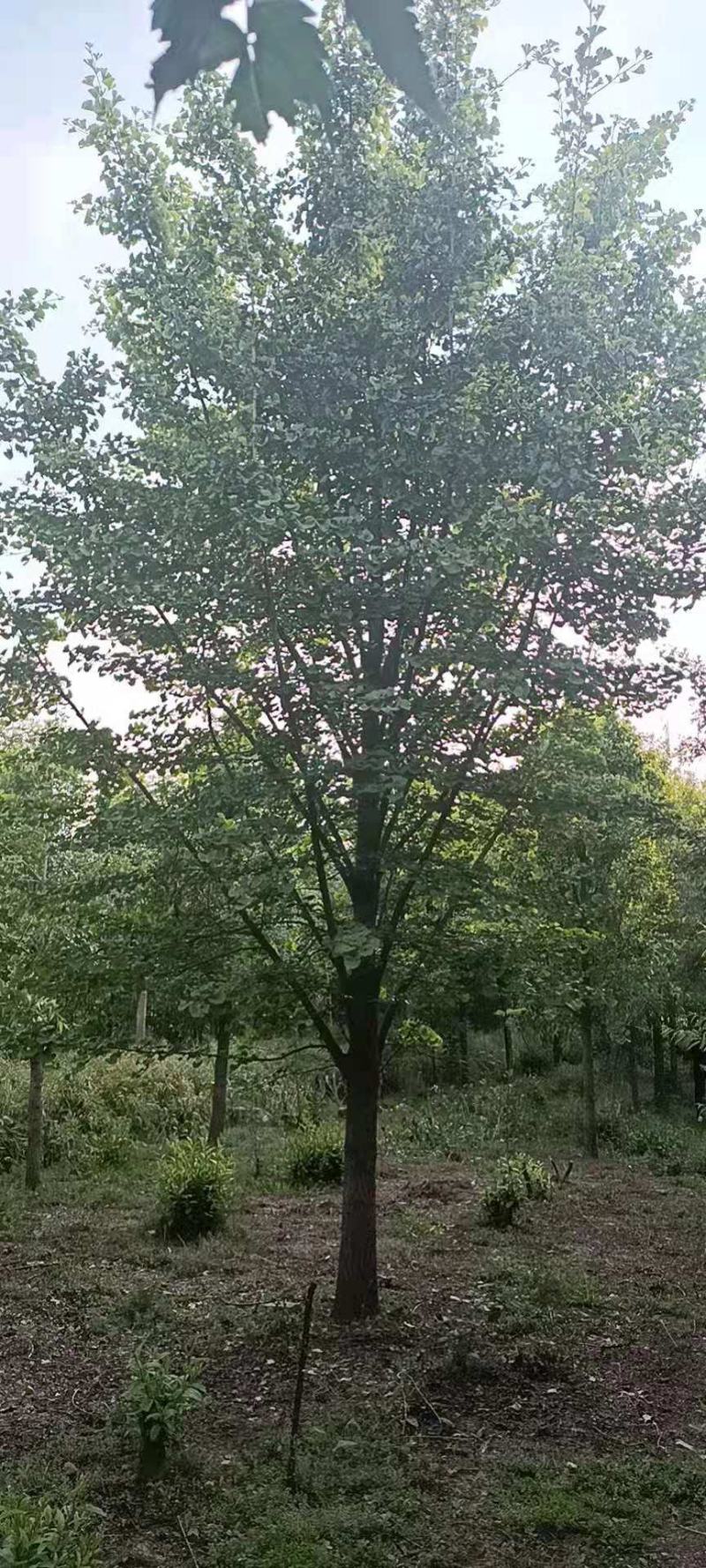 银杏