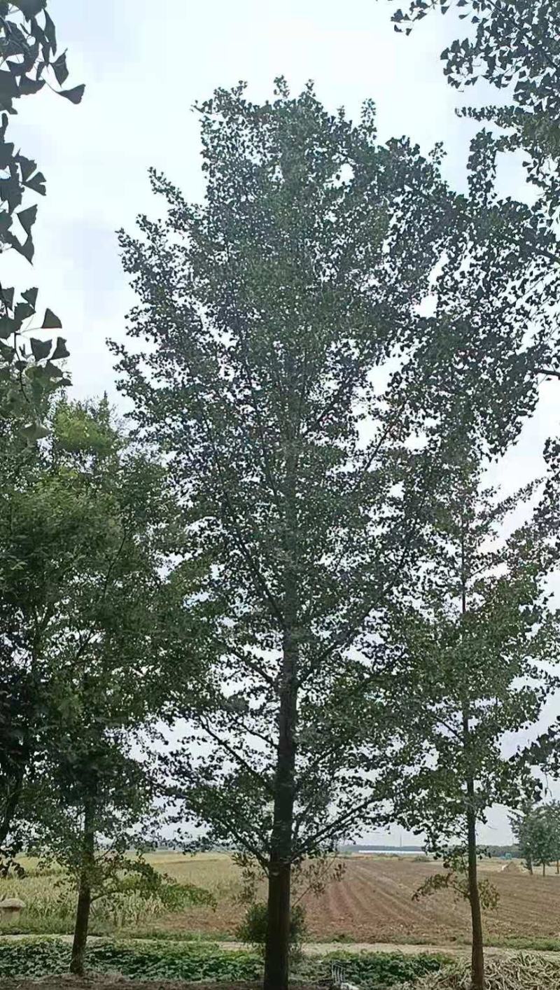 银杏