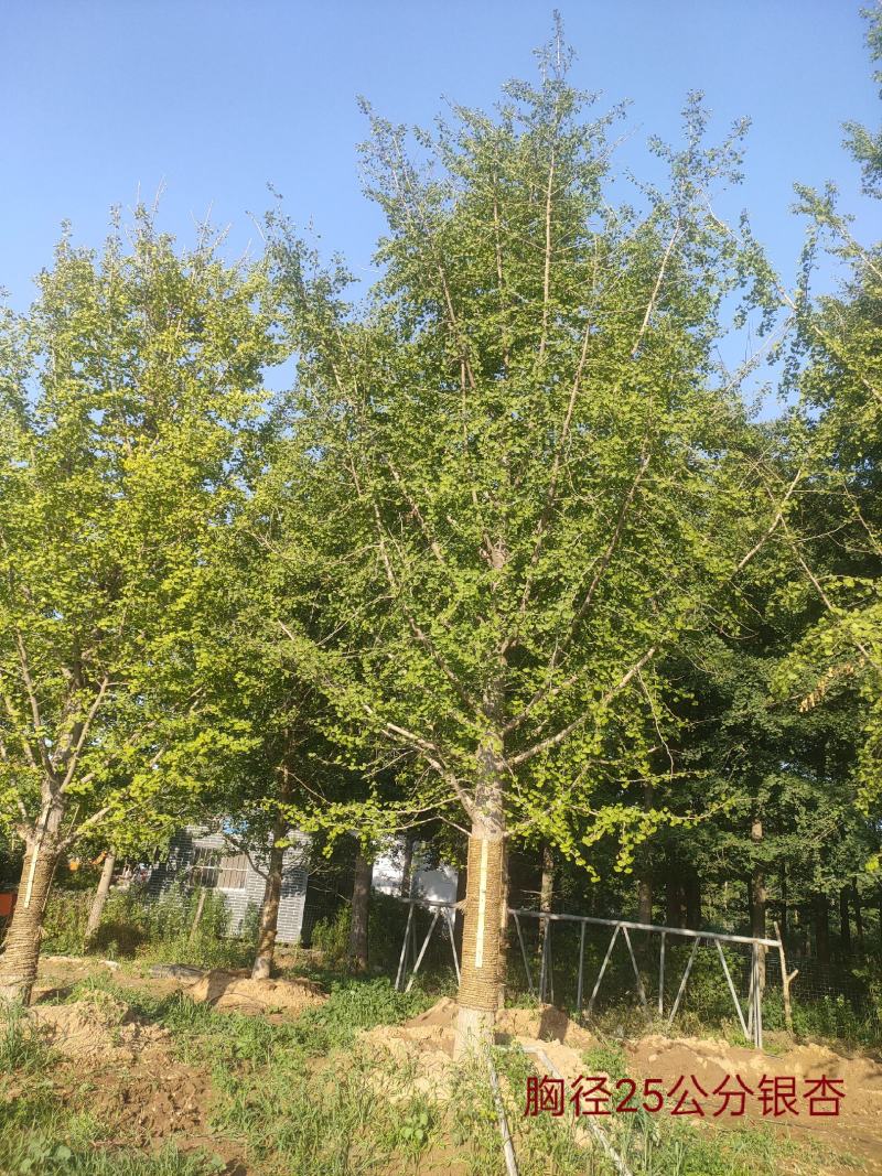 银杏