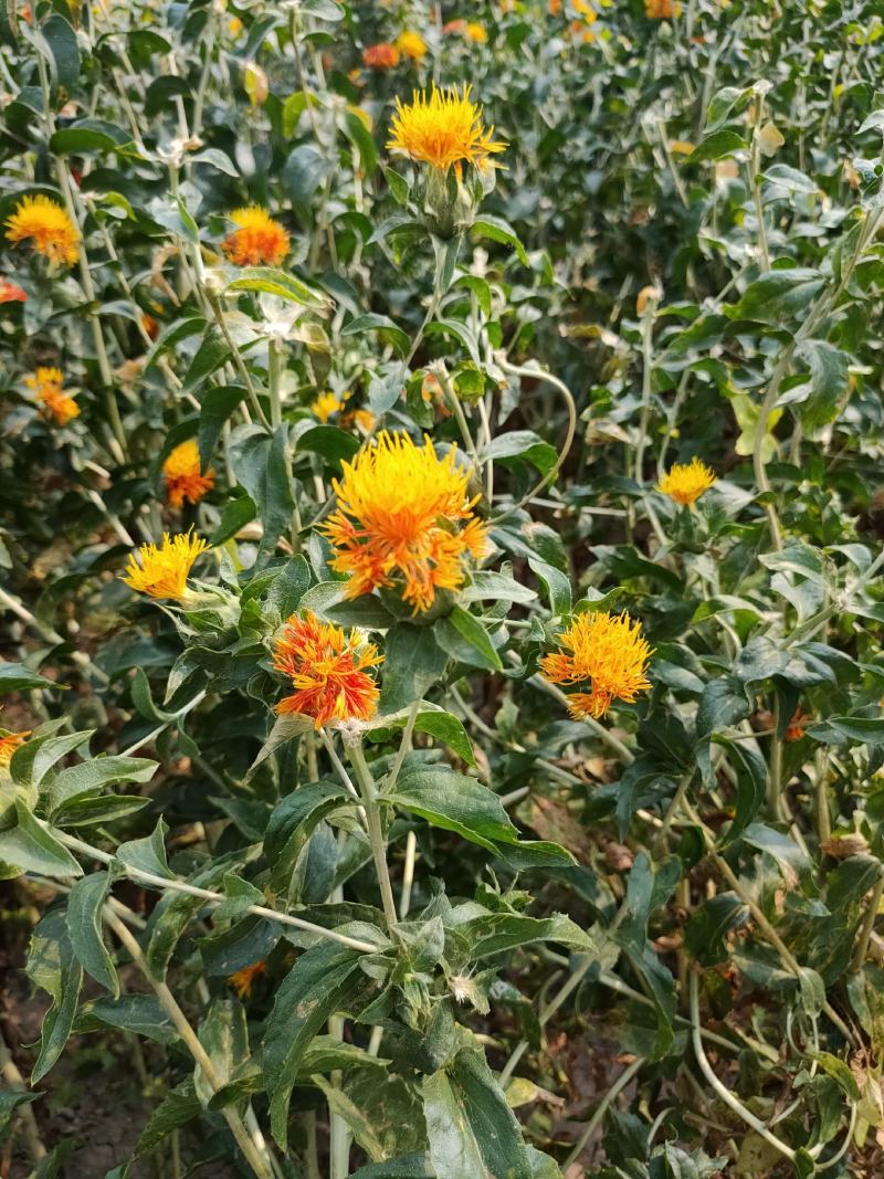 优质纯新红花种子，红花籽，芽率95以上
