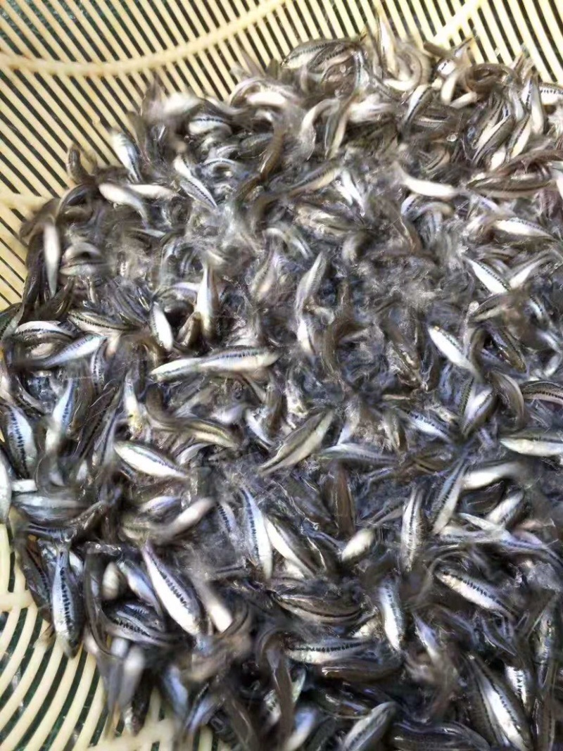 鲈鱼苗加州鲈鱼苗淡水鲈鱼苗黑鲈鱼苗全国供应