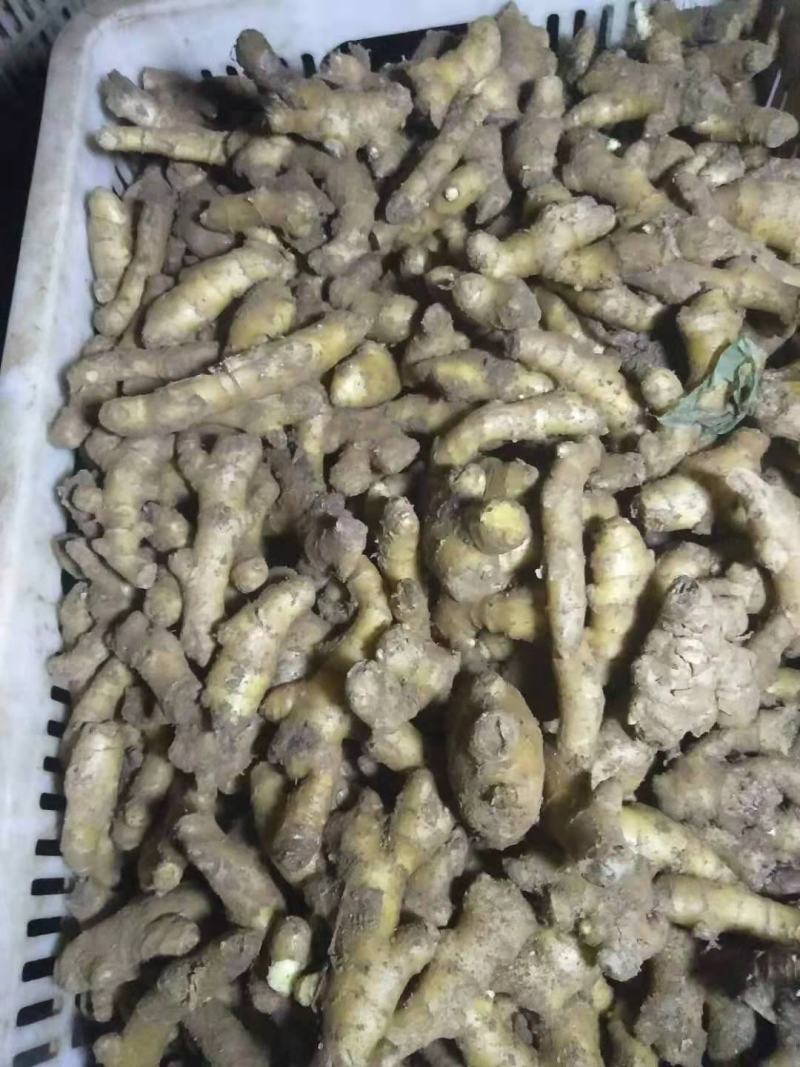 姜母批发优质姜母大量现货品质好一手货源全国物流发货