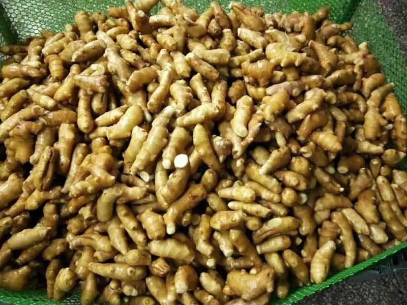 姜母批发优质姜母大量现货品质好一手货源全国物流发货