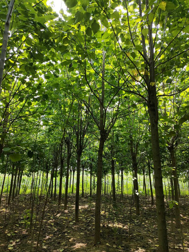 金丝楸树，金丝楸树苗价格，楸树价位，梓树，梓树苗，5公分