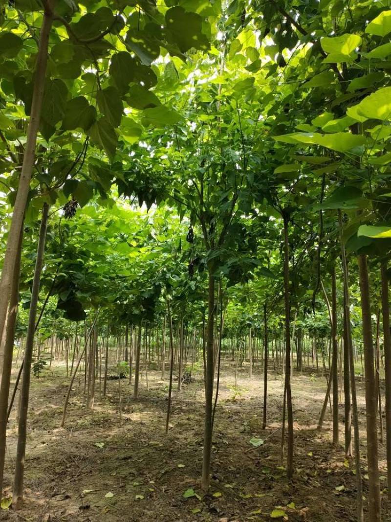 金丝楸树，金丝楸树苗价格，楸树价位，梓树，梓树苗，5公分