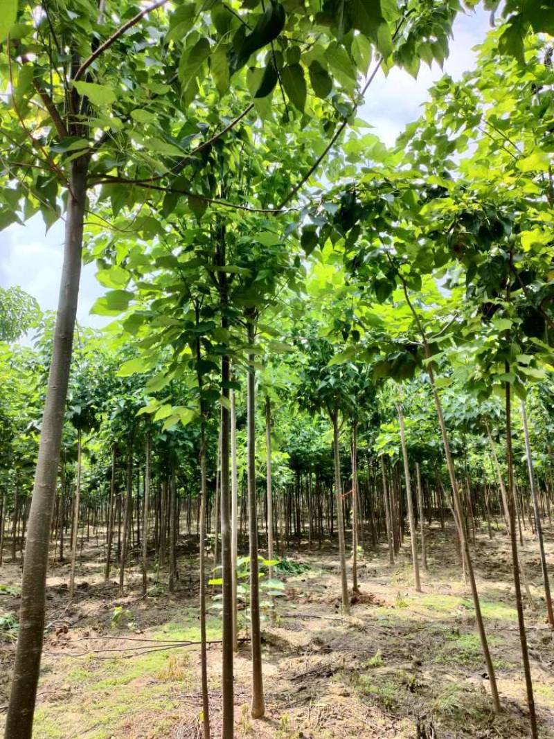 金丝楸树，金丝楸树苗价格，楸树价位，梓树，梓树苗，5公分