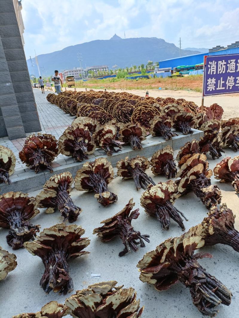 半野生灵芝干货大赤芝摆件观赏灵芝花盆景特大整枝