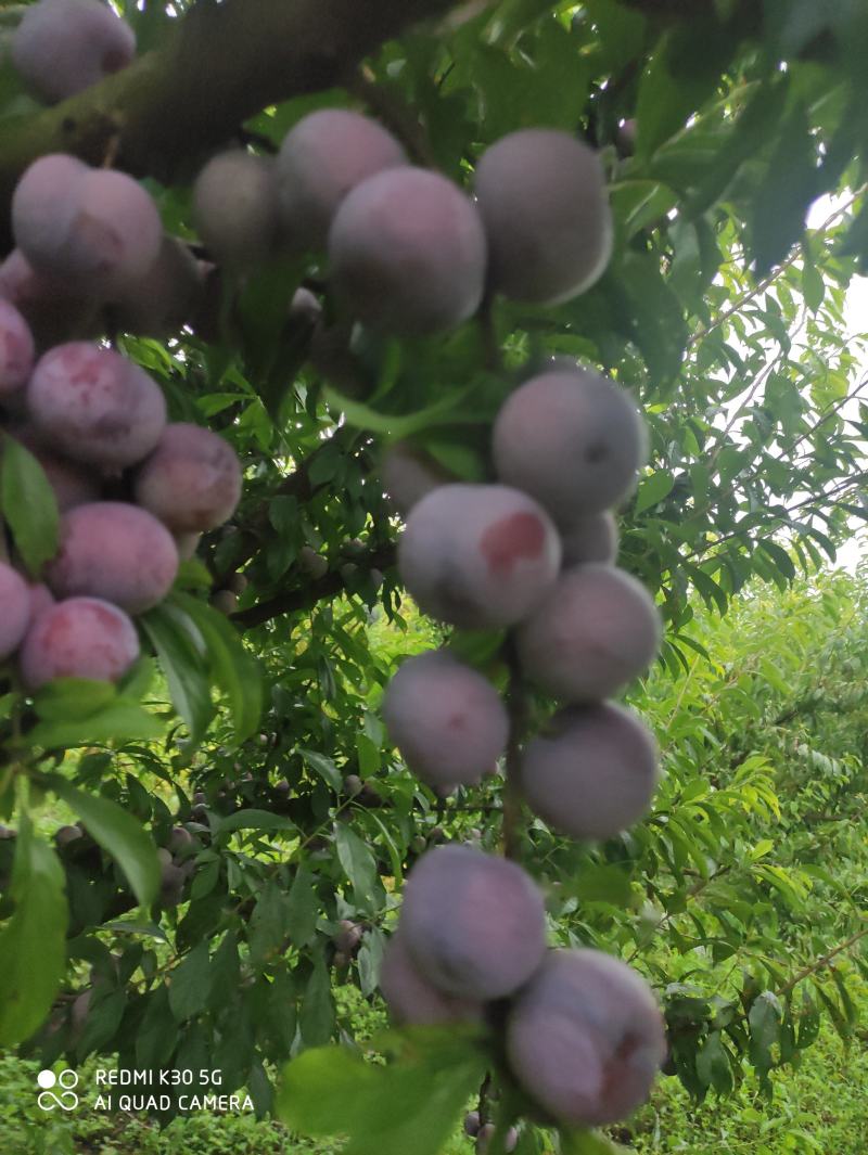 赤水河脆红李