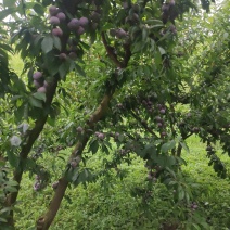 赤水河脆红李