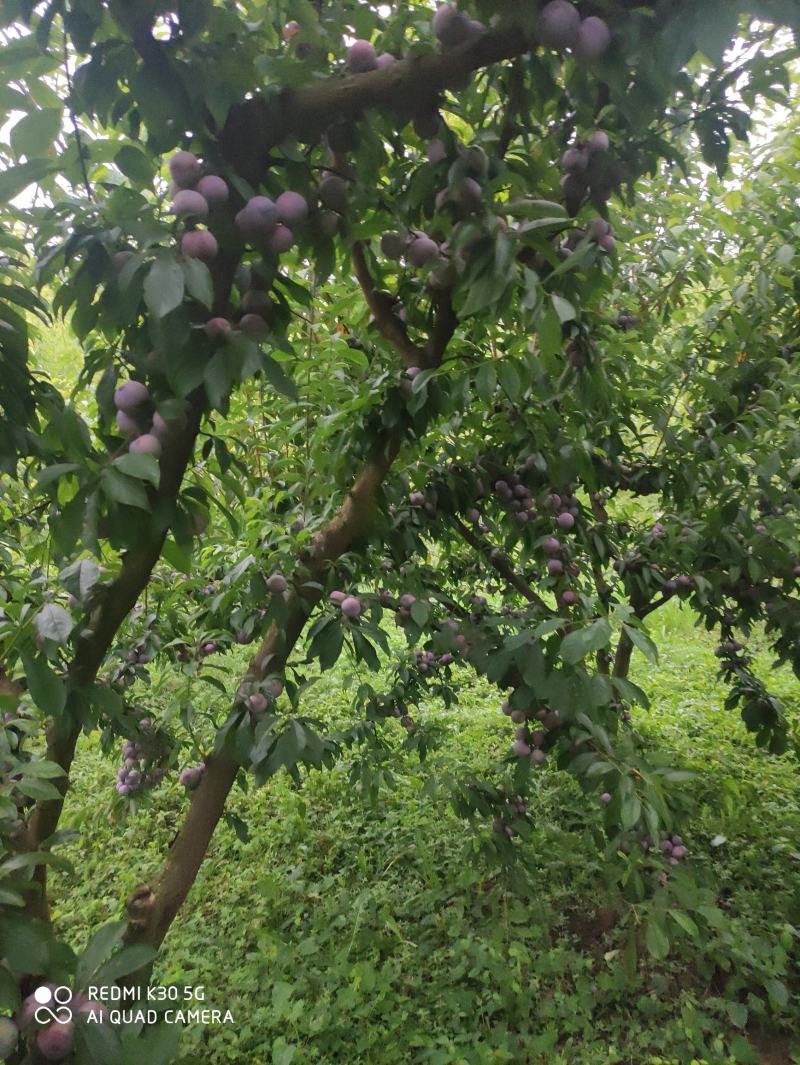 赤水河脆红李