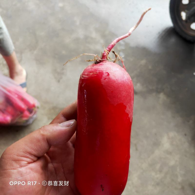 新品