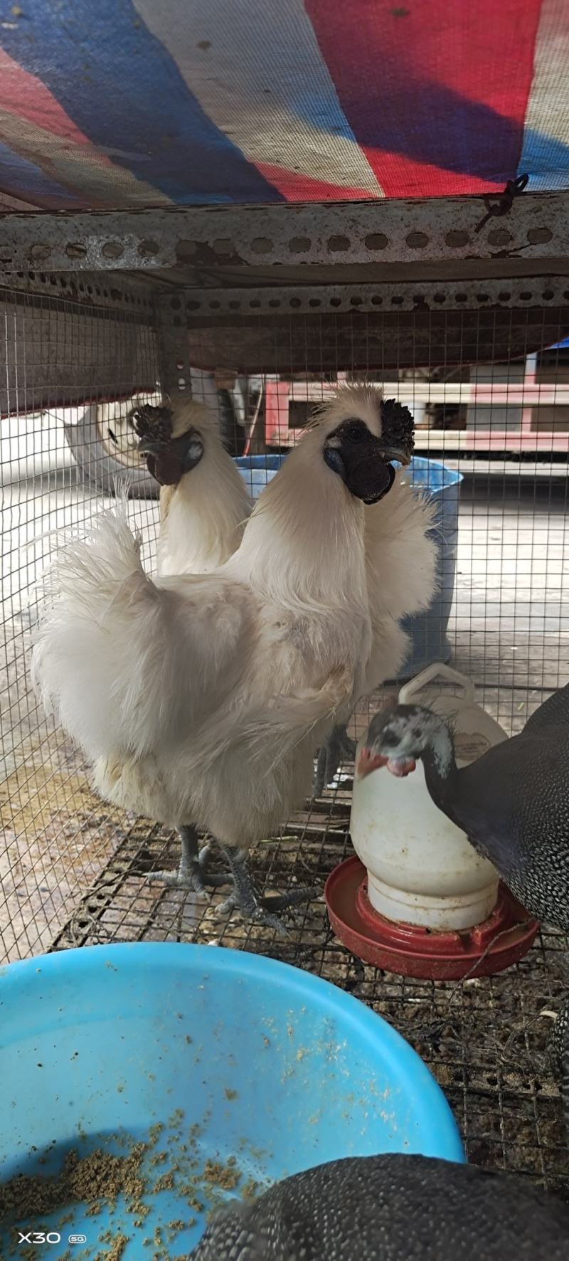 乌鸡苗竹丝鸡泰和乌鸡包打疫苗成苗达四斤左右