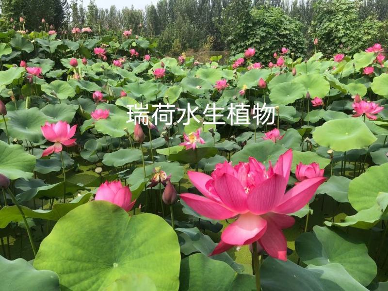 野生荷花苗大中小型荷花古代红莲碗莲签合同保成活