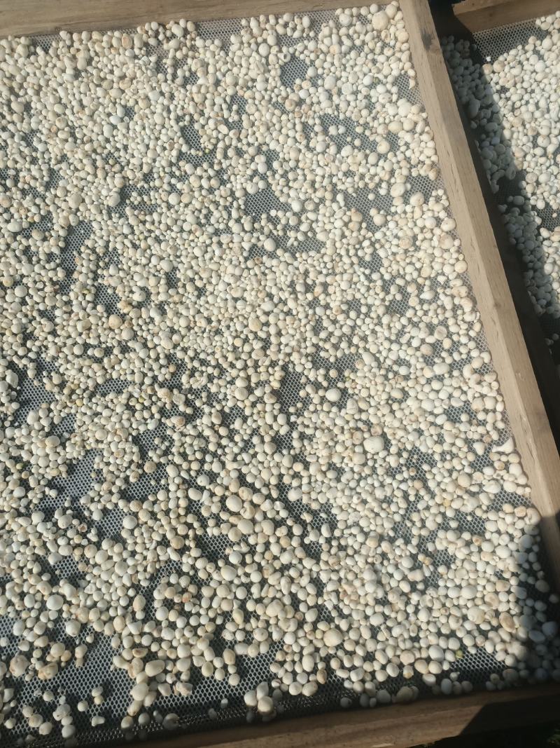出售半夏地龙