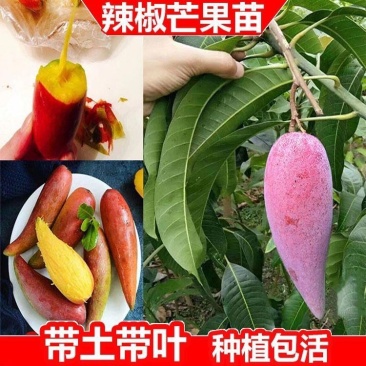 新品海南辣椒芒无核香甜嫁接果树苗盆栽地栽当年结果耐寒
