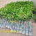 新品海南辣椒芒无核香甜嫁接果树苗盆栽地栽当年结果耐寒