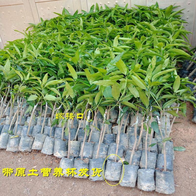 新品海南辣椒芒无核香甜嫁接果树苗盆栽地栽当年结果耐寒