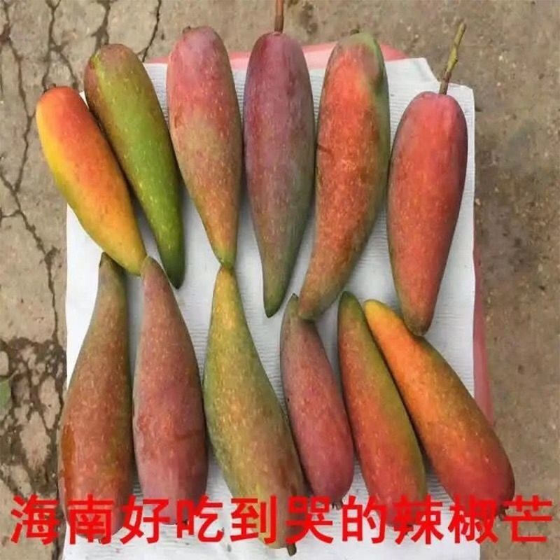新品海南辣椒芒无核香甜嫁接果树苗盆栽地栽当年结果耐寒