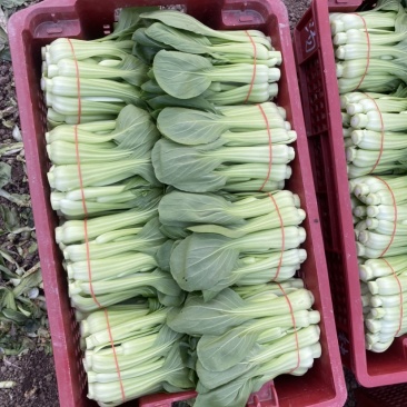 常年供应菜苔，有实力老板骚扰