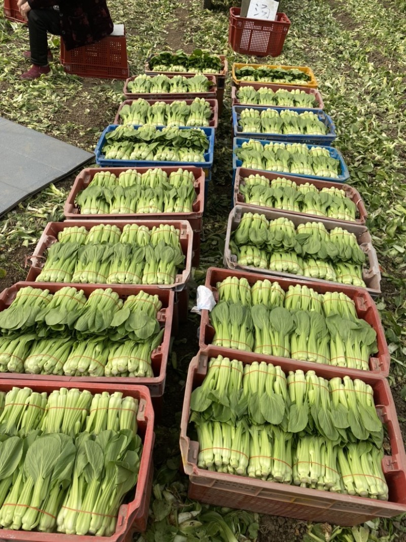 常年供应菜苔，有实力老板骚扰