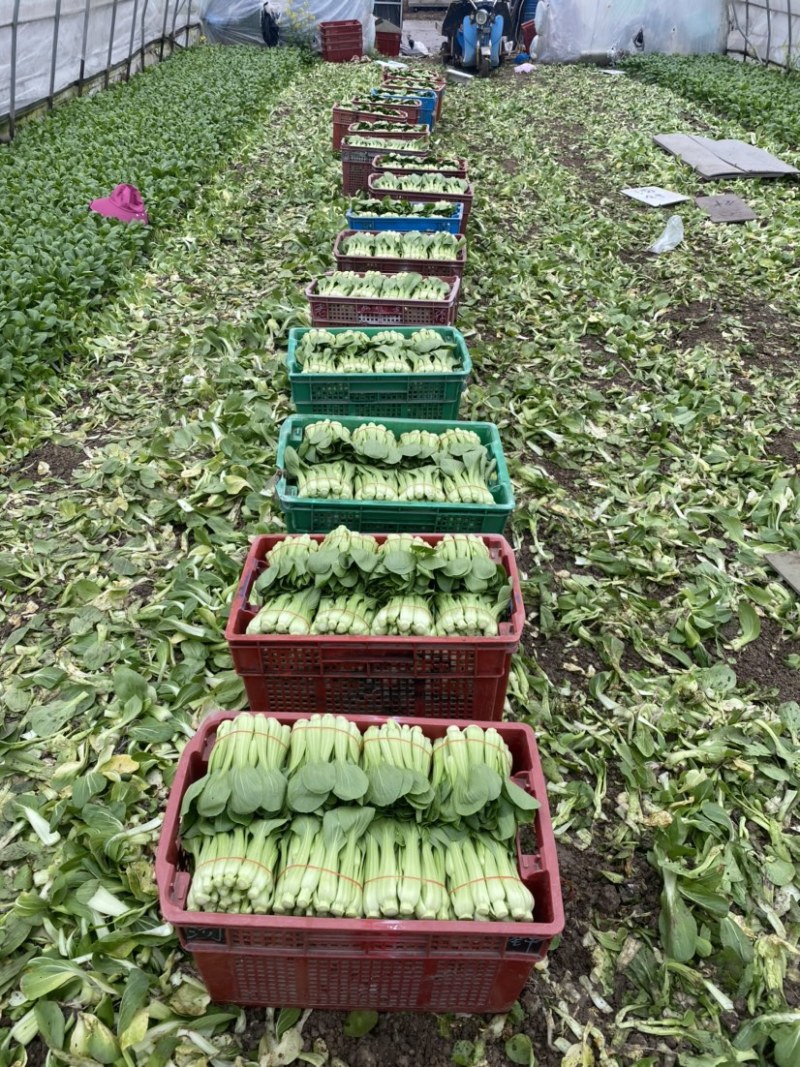 常年供应菜苔，有实力老板骚扰
