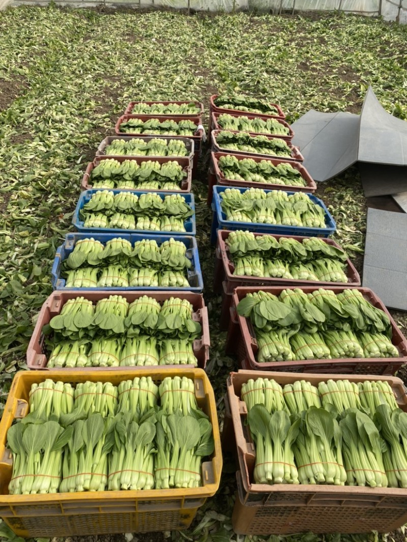 常年供应菜苔，有实力老板骚扰