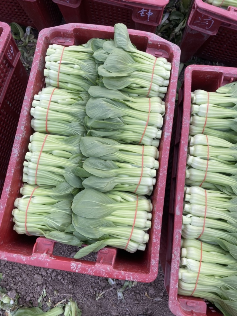 常年供应菜苔，有实力老板骚扰