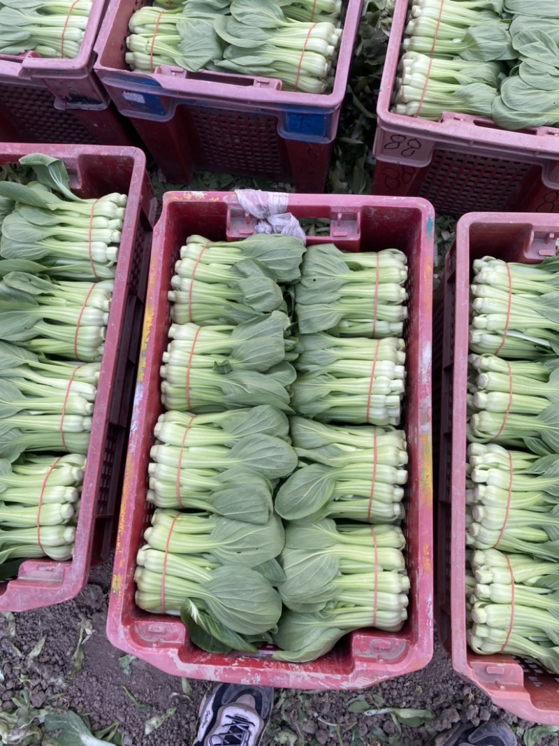 常年供应菜苔，有实力老板骚扰
