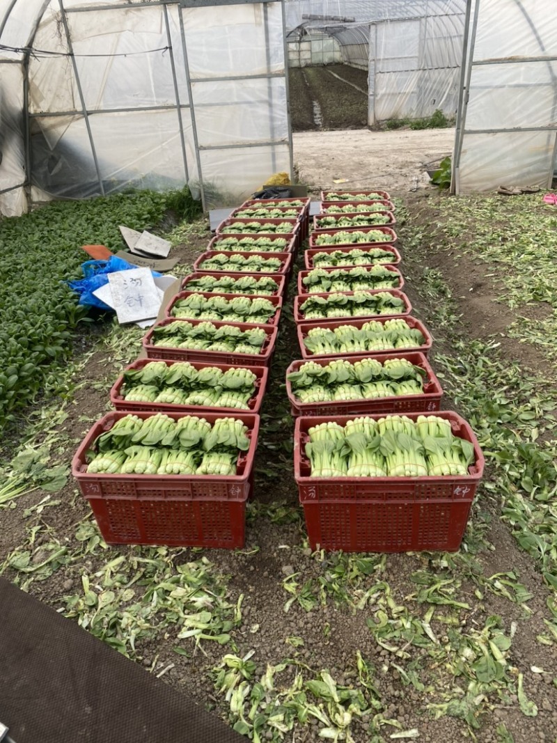 常年供应菜苔，有实力老板骚扰