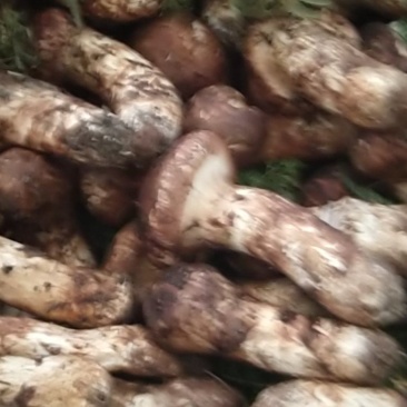 野生菌