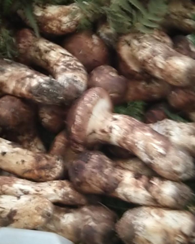 野生菌