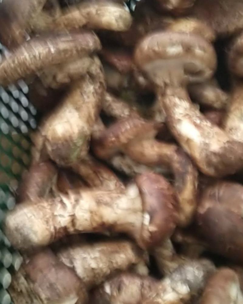 野生菌