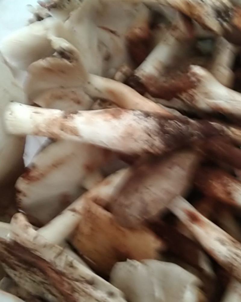 野生菌