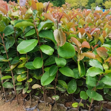 自家种植基地，量大从优，油茶30---50公分高，油茶树