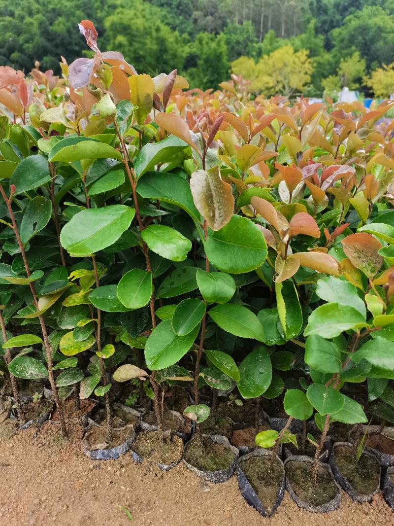 自家种植基地，量大从优，油茶30---50公分高，油茶树