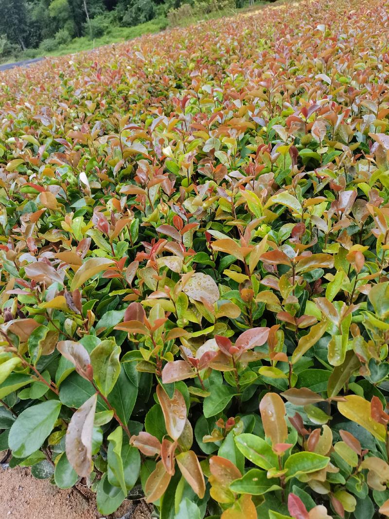 自家种植基地，量大从优，油茶30---50公分高，油茶树