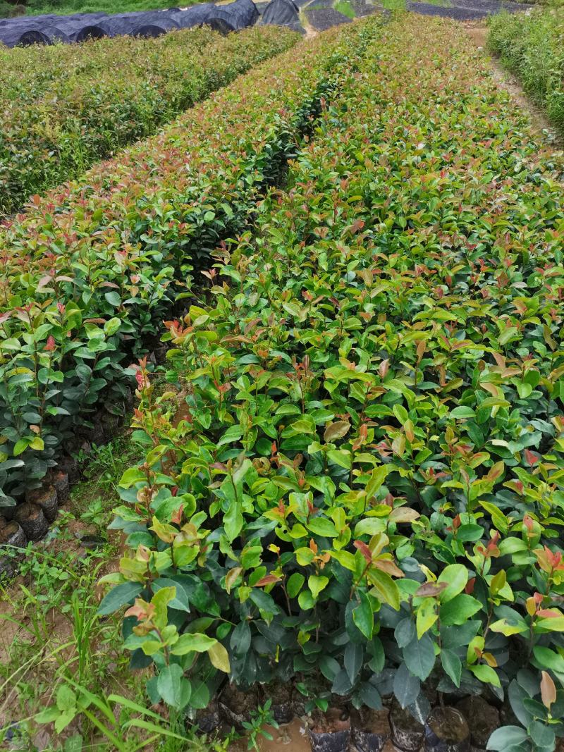 自家种植基地，量大从优，油茶30---50公分高，油茶树