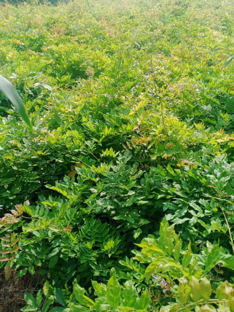 日本长穗紫藤紫罗兰花苗爬藤植物紫藤花树苗盆栽地栽四季藤蔓