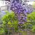 日本长穗紫藤紫罗兰花苗爬藤植物紫藤花树苗盆栽地栽四季藤蔓