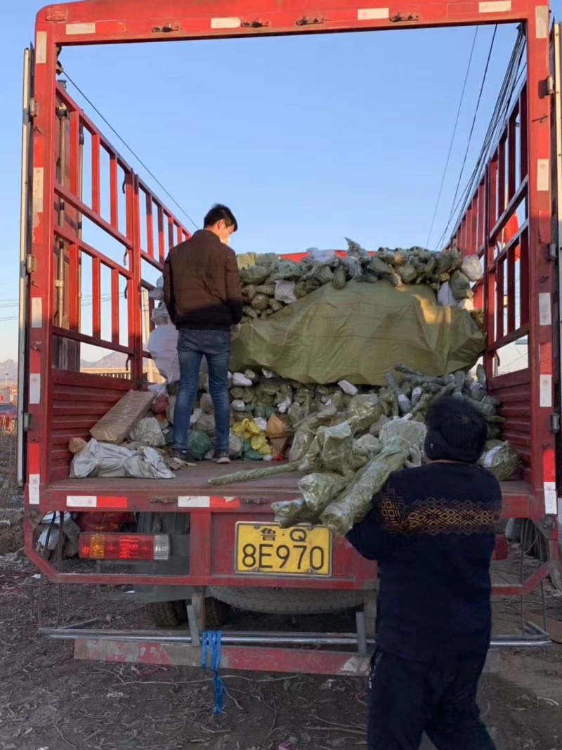 日本长穗紫藤紫罗兰花苗爬藤植物紫藤花树苗盆栽地栽四季藤蔓