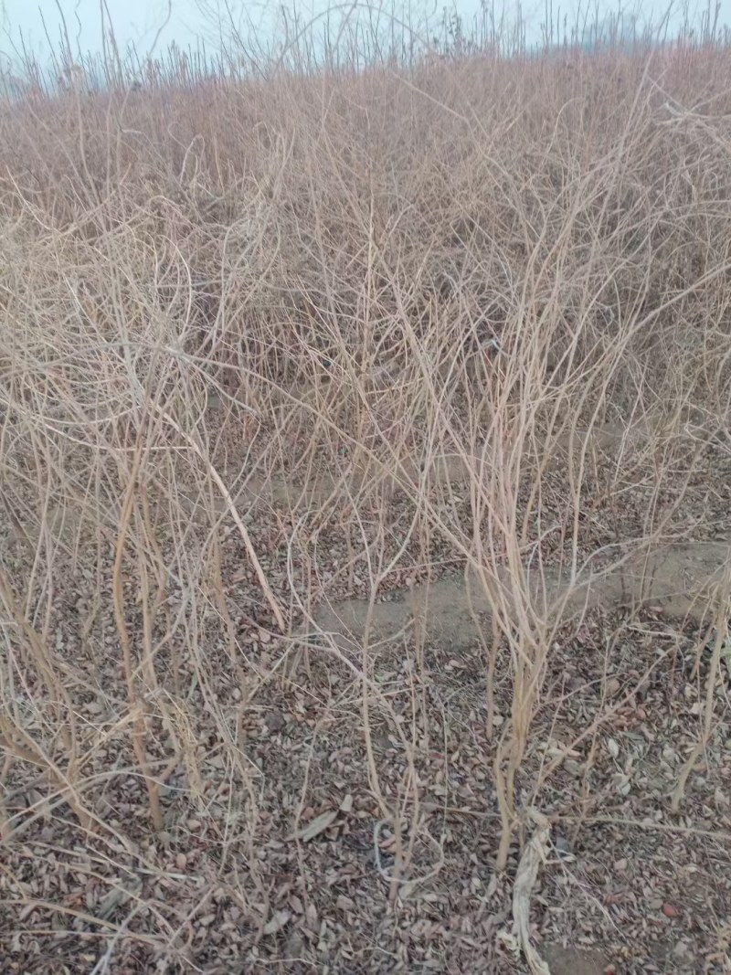 日本长穗紫藤紫罗兰花苗爬藤植物紫藤花树苗盆栽地栽四季藤蔓