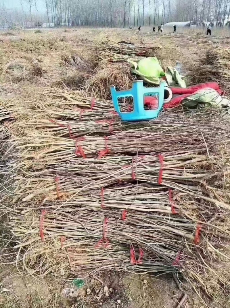 日本长穗紫藤紫罗兰花苗爬藤植物紫藤花树苗盆栽地栽四季藤蔓