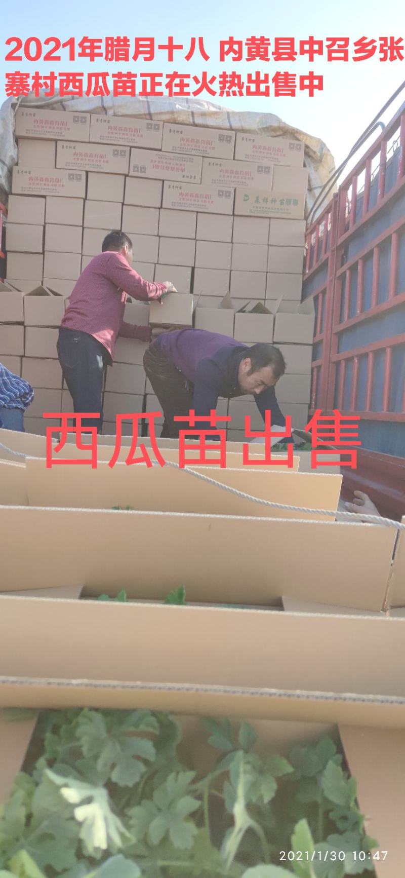 嫁接西瓜苗苗厂直供价格优惠甜王美都