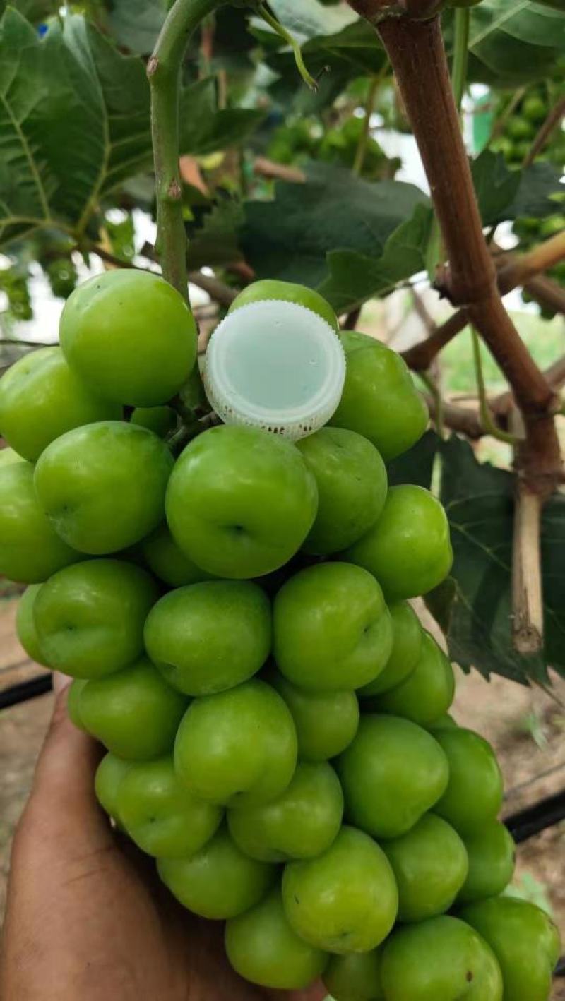 阳光玫瑰，晴王，产地直销