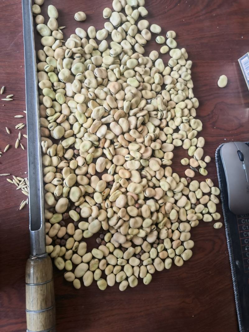 甘肃优质蚕豆