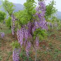 多花紫藤花苗树苗爬藤攀援植物紫罗兰四季种植日本丰花长穗藤
